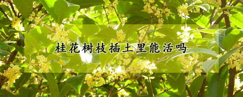 桂花樹(shù)枝插土里能活嗎