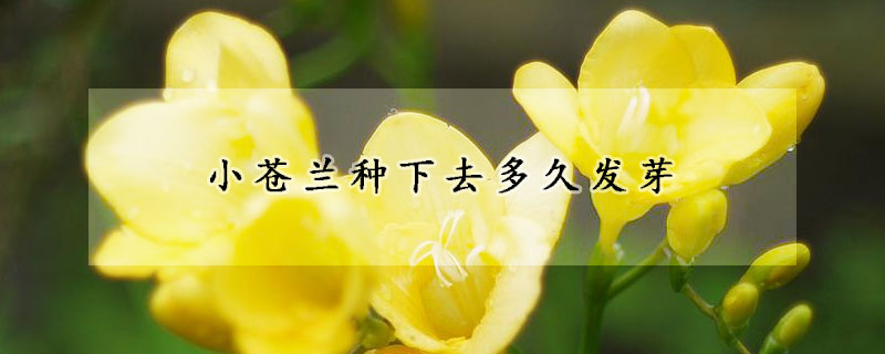 小蒼蘭種下去多久發芽