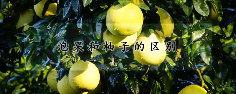 泡果和柚子的區(qū)別