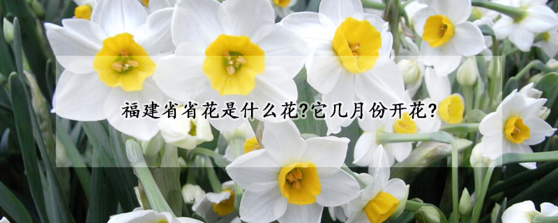 福建省省花是什么花?它幾月份開花?