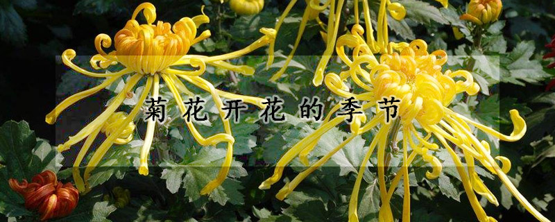 菊花開花的季節(jié)