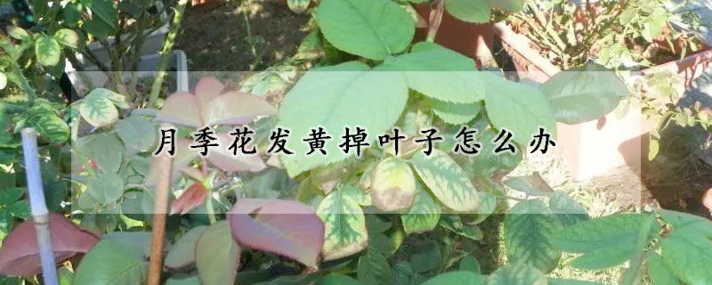 月季花發黃掉葉子怎么辦