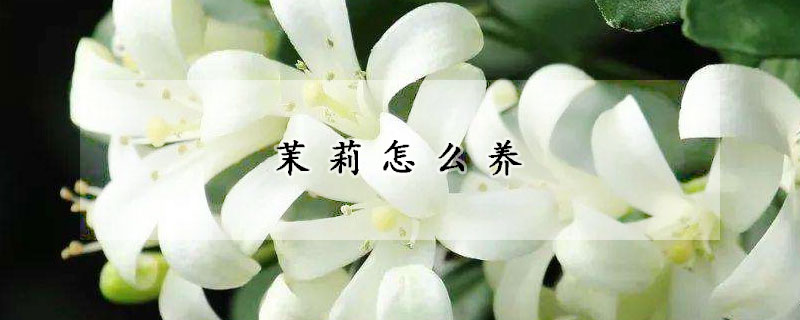 茉莉怎么養(yǎng)