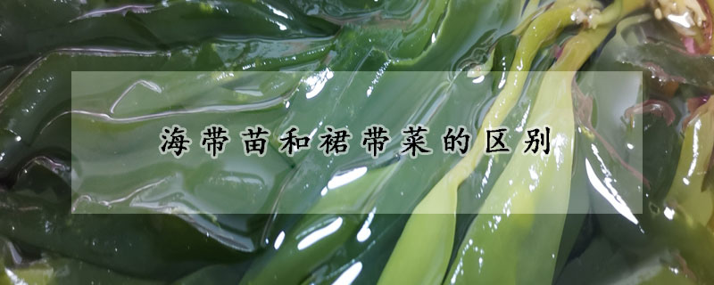 海帶苗和裙帶菜的區(qū)別