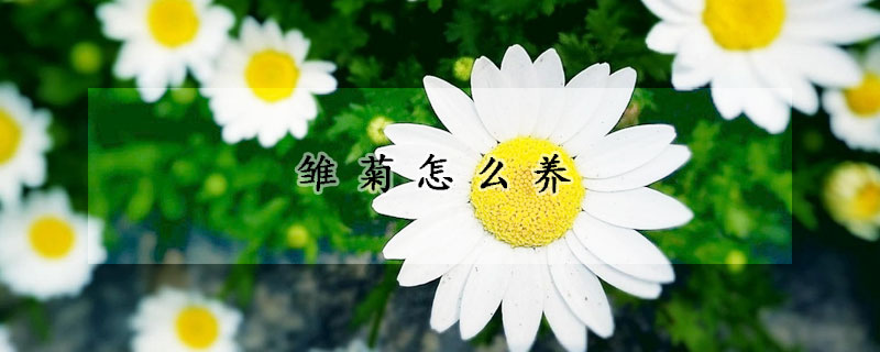 雛菊怎么養