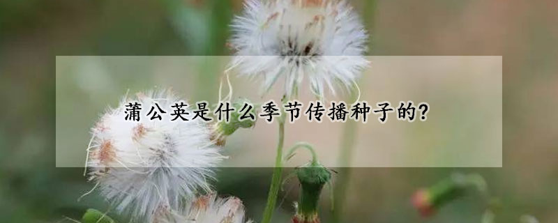 蒲公英是什么季節(jié)傳播種子的?