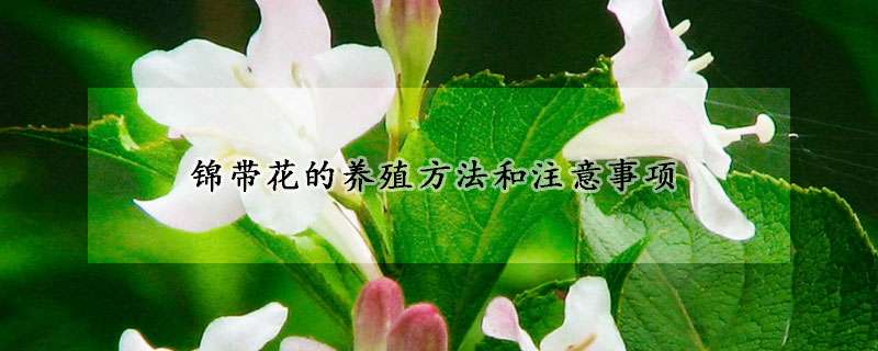 錦帶花的養(yǎng)殖方法和注意事項(xiàng)