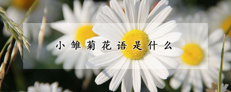 小雛菊花語是什么