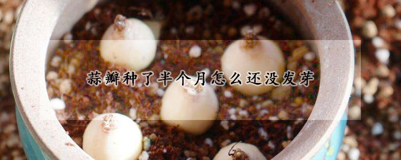 蒜瓣種了半個(gè)月怎么還沒發(fā)芽