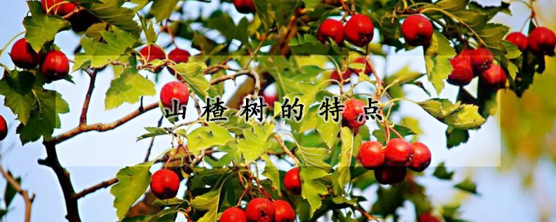 山楂樹的特點(diǎn)