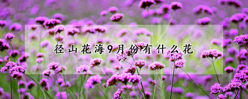 徑山花海9月份有什么花