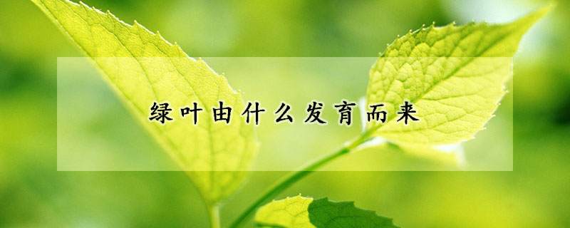 綠葉由什么發(fā)育而來