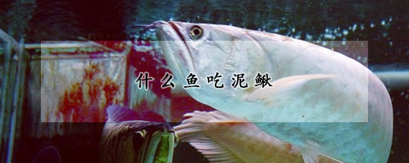 什么魚吃泥鰍