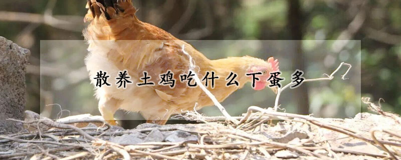 散養(yǎng)土雞吃什么下蛋多