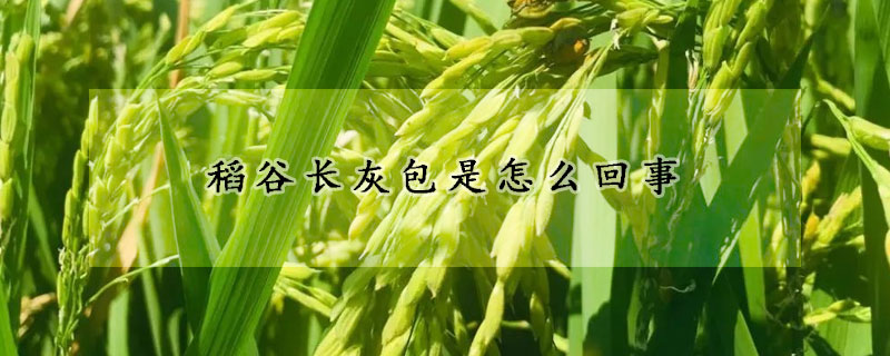 稻谷長(zhǎng)灰包是怎么回事