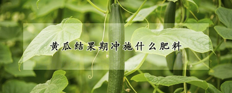 黃瓜結果期沖施什么肥料