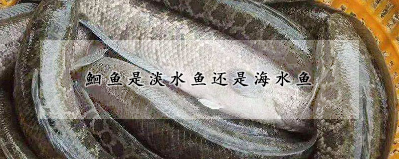 鮰魚是淡水魚還是海水魚