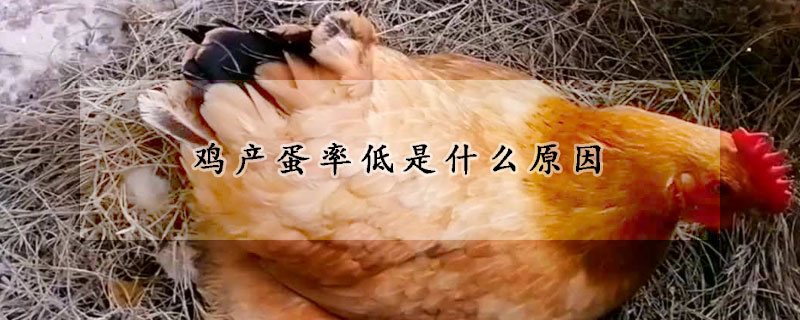 雞產(chǎn)蛋率低是什么原因