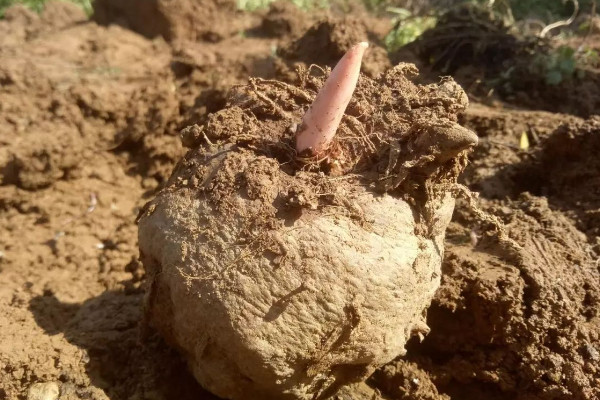 魔芋的種植方法和管理技術