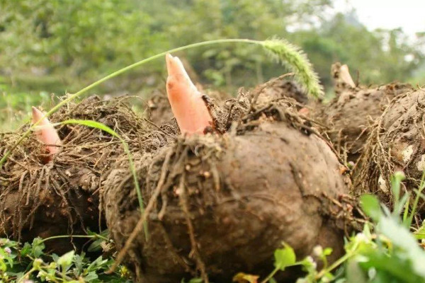 魔芋的種植方法和管理技術