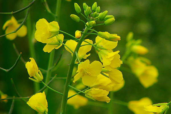 油菜高產栽培技術