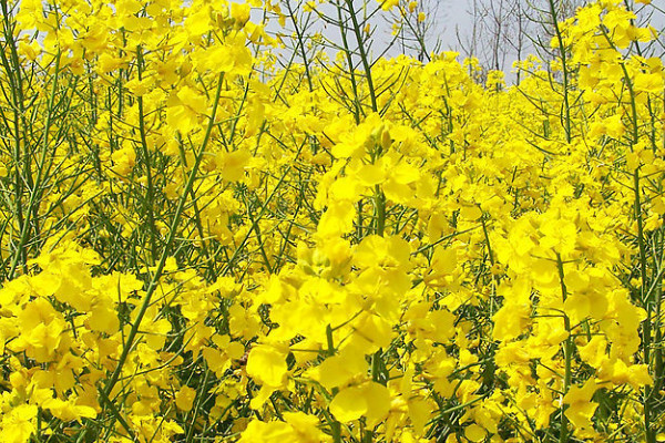 油菜高產栽培技術