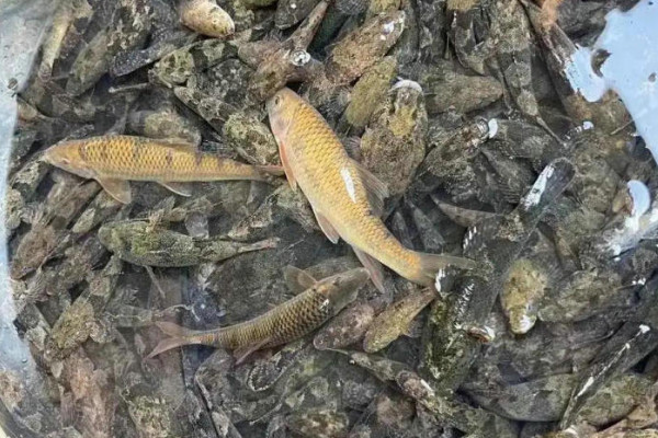 筍殼魚養殖方法