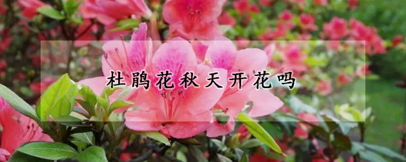 杜鵑花秋天開花嗎