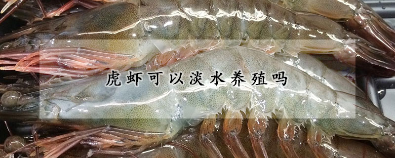 虎蝦可以淡水養(yǎng)殖嗎