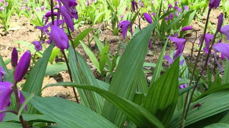 白芨種植技術(shù)白芨種植方法