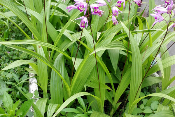 白芨種植技術(shù)白芨種植方法