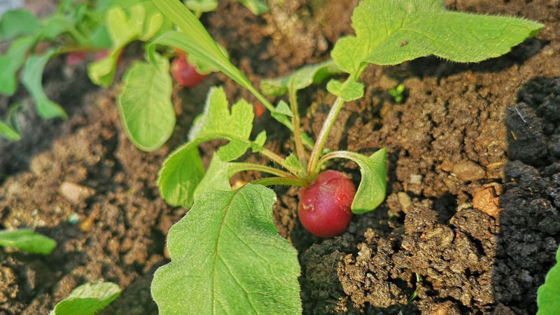 菜地土壤板結(jié)如何改良