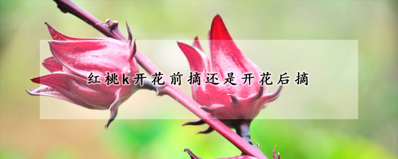 紅桃k開花前摘還是開花后摘