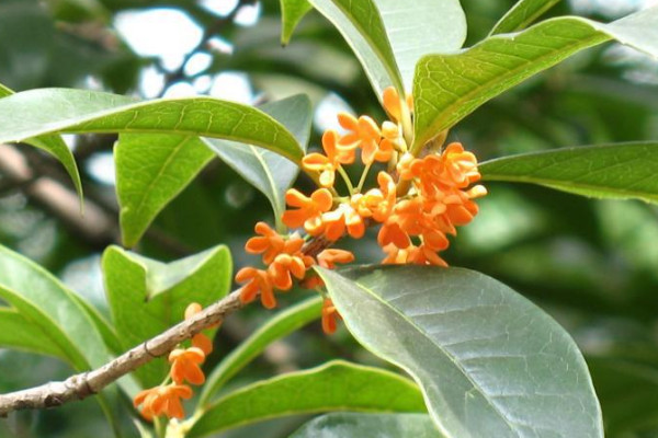 養桂花樹注意什么