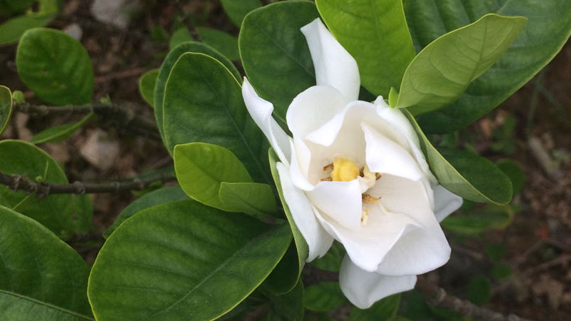 茉莉花的養殖方法和注意事項 盆栽