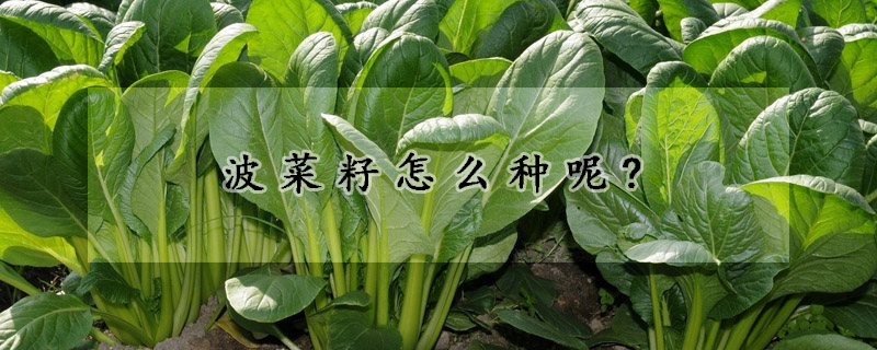 波菜籽怎么種呢?