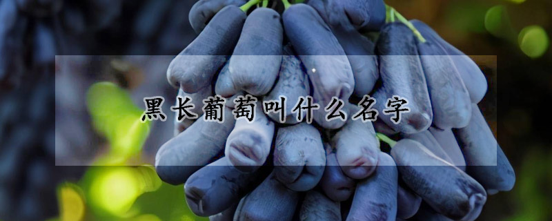 黑長葡萄叫什么名字