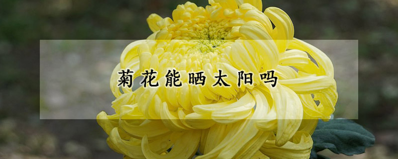 菊花能曬太陽嗎