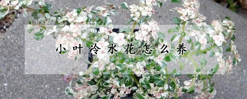 小葉冷水花怎么養