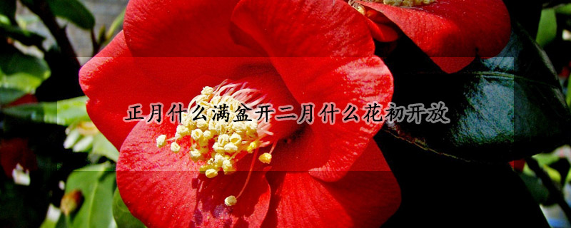 正月什么滿(mǎn)盆開(kāi)二月什么花初開(kāi)放