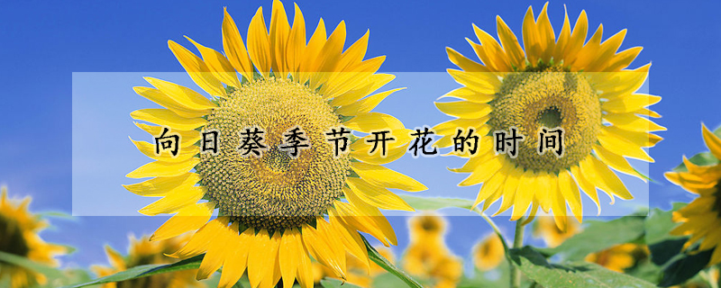 向日葵季節(jié)開花的時(shí)間