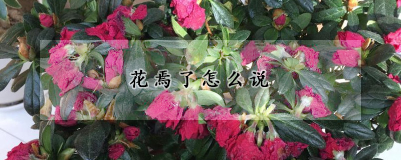 花焉了怎么說