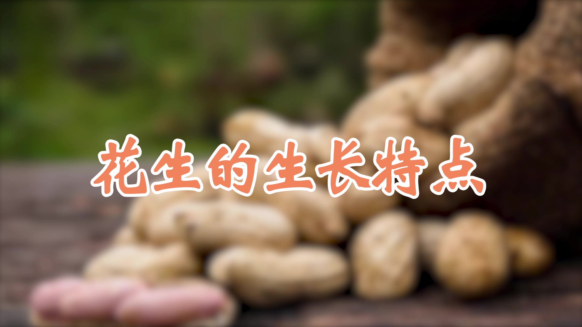 花生的生長(zhǎng)特點(diǎn)