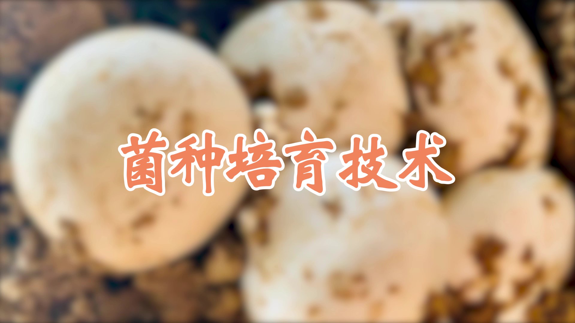 菌種培育技術(shù)