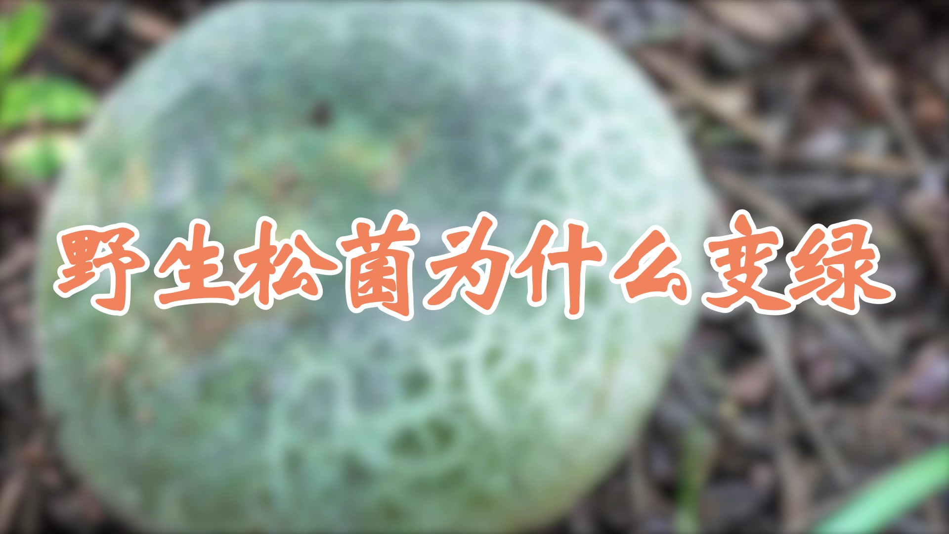 野生松菌為什么變綠