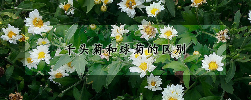 千頭菊和球菊的區(qū)別