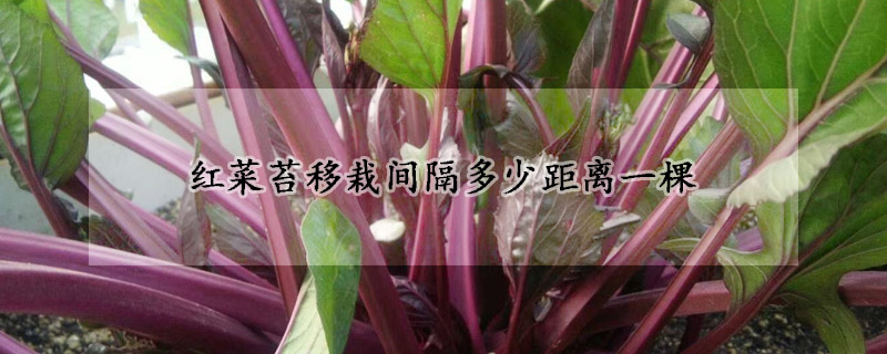 紅菜苔移栽間隔多少距離一棵