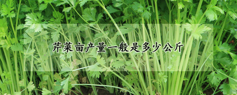 芹菜畝產量一般是多少公斤