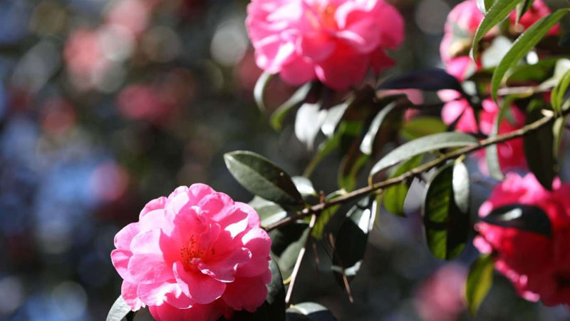 山茶花怎么養家庭養法澆水