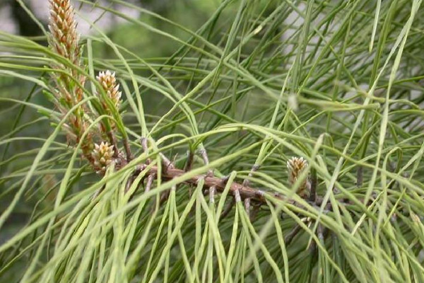 孢子植物和裸子植物的區別